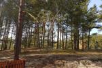 Einzimmerwohnung mit herrlichem Blick auf den Pinienwald in Nida, Kurische Nehrung, Litauen