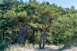 Poilsis Papėje, 90 m. iki jūros, nuo 10 eur/asm. Gamtosoaze.lt - nameliai, kambariai, apartamentai - 6