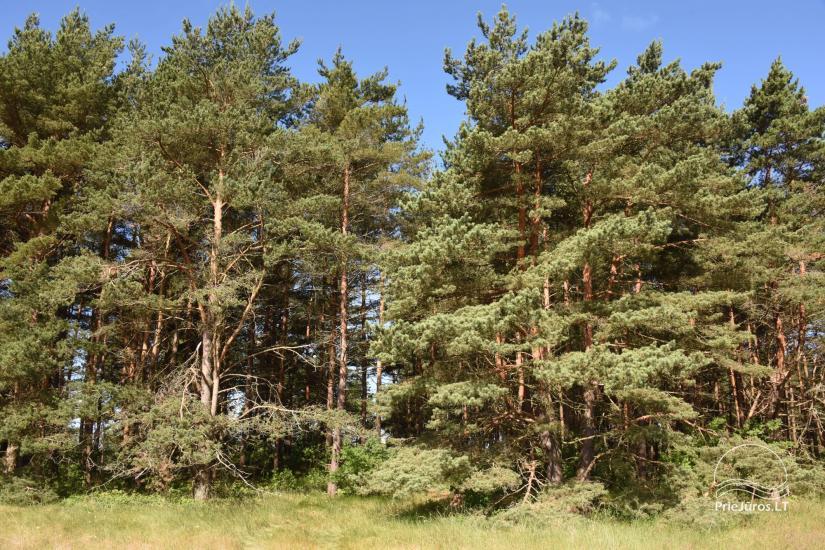 Māja pārdošanai Pape, Latvija ar 0,5 hektāru zemes gabalu pie jūras - 17